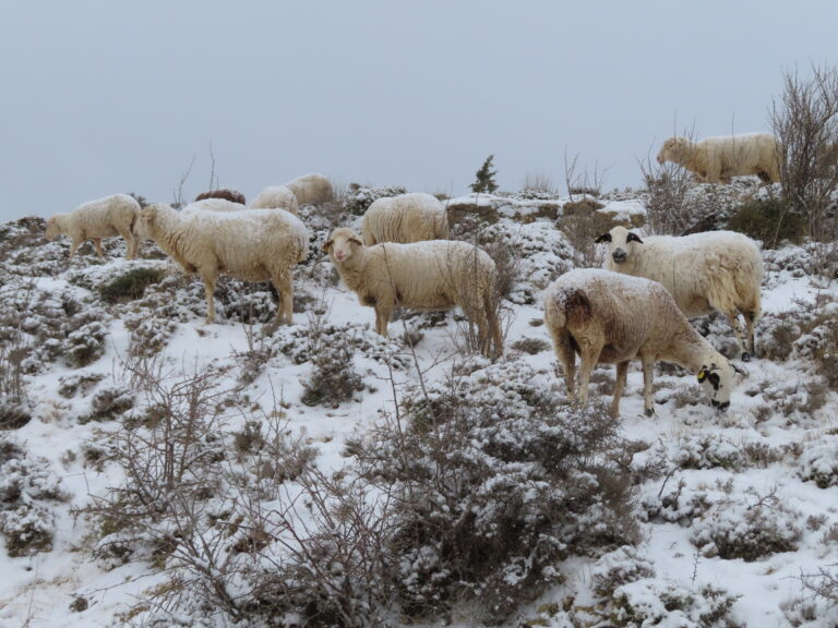 Buscando pastos